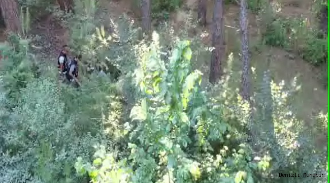 Ürünlerin arasındaki Keneviri Dron buldu