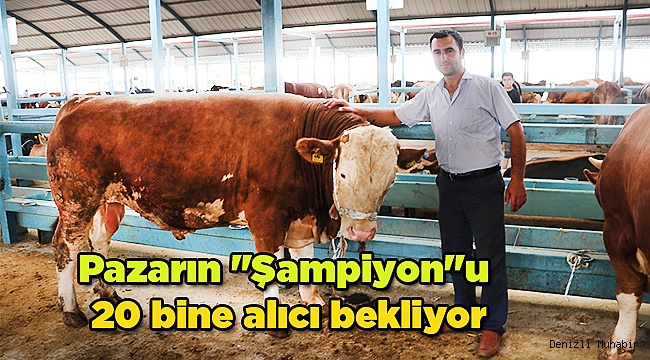 Denizli'de hayvan pazarında bayram telaşı