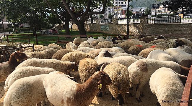 KARDEŞLİK, YARDIMLAŞMA VE DAYANIŞMA RUHU ; PASVAK