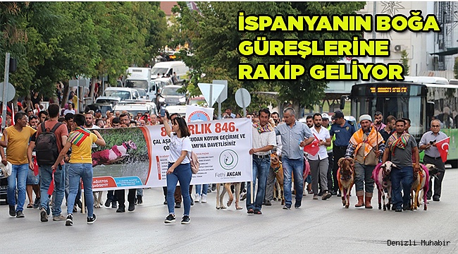 Mor boyalı koyunlar çınarda yürüdü