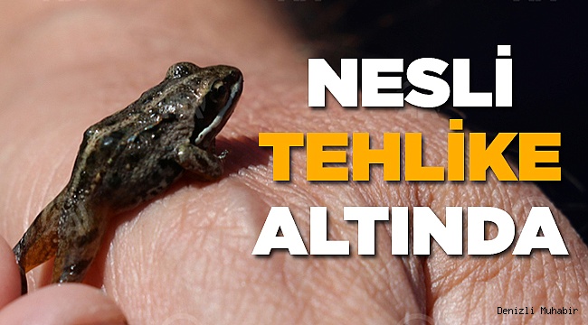 Neslini Korumak İçin Çalışmalar Başladı