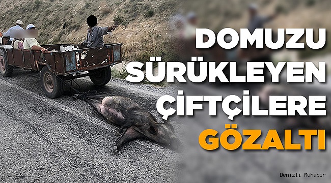 Ölü Domuzu Sürükleyen 4 Çiftçi Gözaltına Alındı