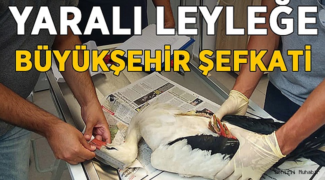 Yaralı leyleğe Büyükşehir şefkati