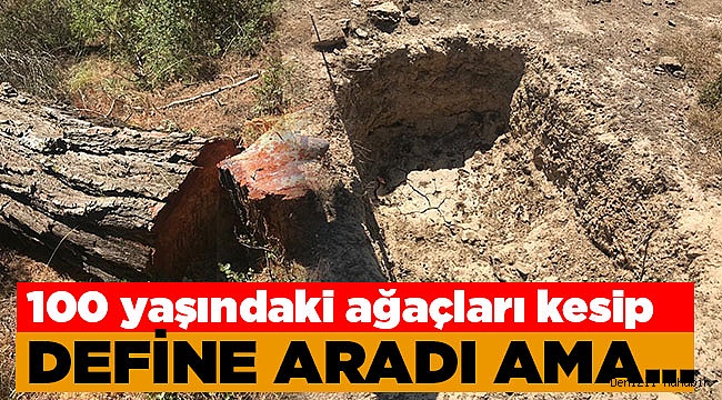 Denizli'de ağaçların kesilip define arandığı iddiası