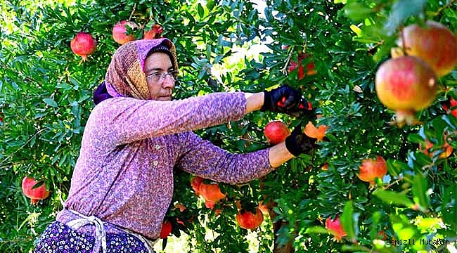 Denizli'de nar hasatı başladı