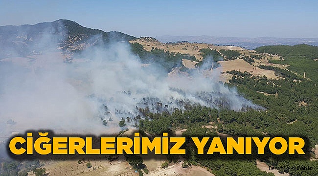 Denizli'de Orman Yangını