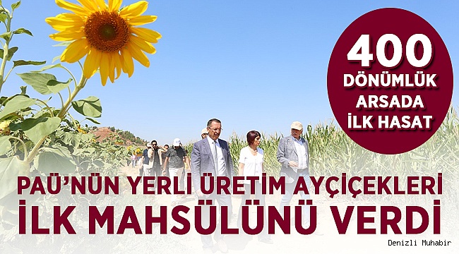 PAÜ’nün Yerli Üretim Ayçiçekleri İlk Mahsülünü Verdi