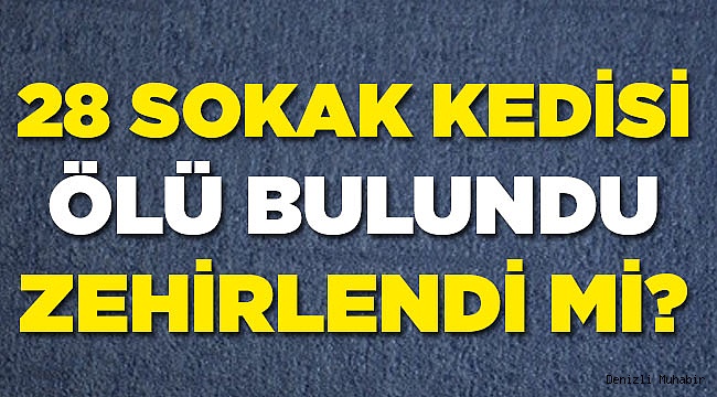 SOKAK HAYVANLARI ZEHİRLENDİ Mİ?