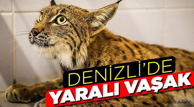 Türü tehlike altında olan vaşak Büyükşehir korumasında
