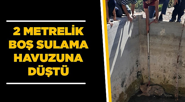2 Metrelik Sulama Havuzuna Düştü