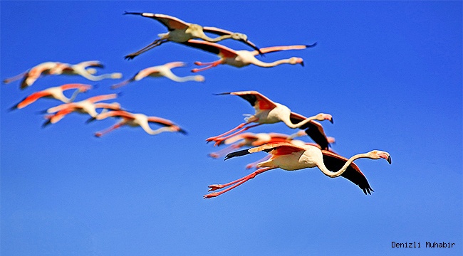Acıgöl'de flamingoların görsel şöleni