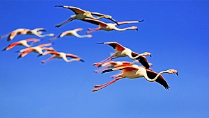 Acıgöl'de flamingoların görsel şöleni
