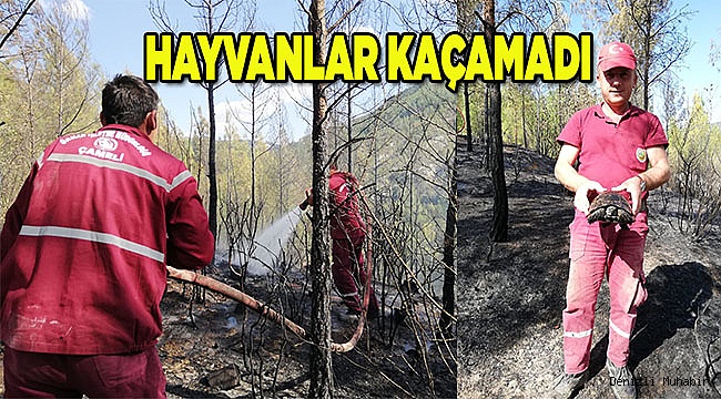 ACIPAYAM'DA ORMAN YANGINI
