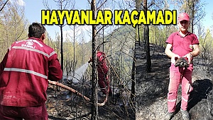 ACIPAYAM'DA ORMAN YANGINI