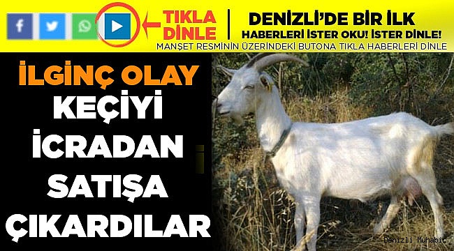 Buda Oldu! keçi İcradan Satılığa Çıktı