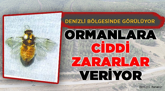 Denizli'de ki bu arı çok zararlı