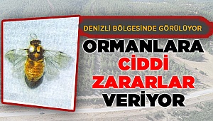 Denizli'de ki bu arı çok zararlı