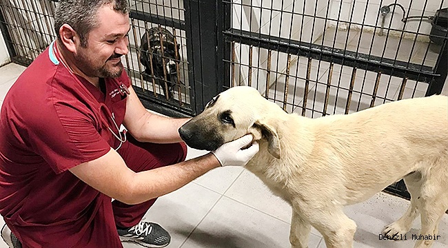 Denizli'de sopayla dövülen köpek koruma altına alındı