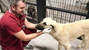 Denizli'de sopayla dövülen köpek koruma altına alındı