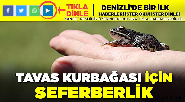 Dünyada sadece Tavas'ta görülen kurbağaya koruma seferberliği