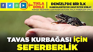 Dünyada sadece Tavas'ta görülen kurbağaya koruma seferberliği