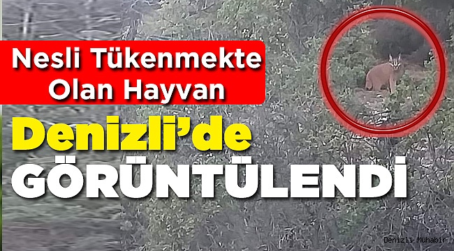 Ender Rastlanan Hayvan Denizli'de Görüldü