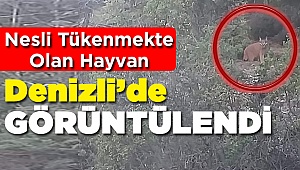 Ender Rastlanan Hayvan Denizli'de Görüldü