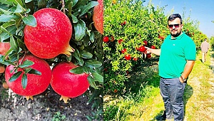 Hicaz Narı dünya sofralarını süslüyor