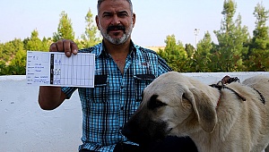 İşkence Edilen Köpek Sahiplerine Teslim Edildi