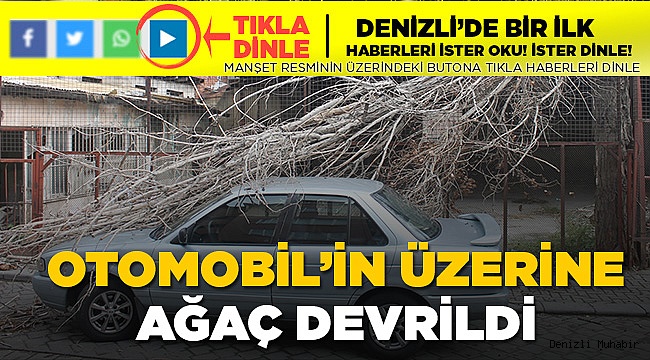 Koca Ağaç Otomobilin Üzerine Devrildi