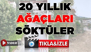 20 YILLIK ÇAM AĞAÇLARINI SÖKTÜLER!