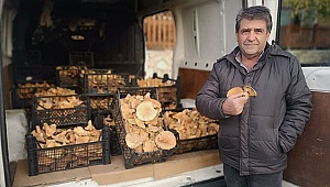 Bu Mantarın Kilosu 30-35 Liraya Satılıyor