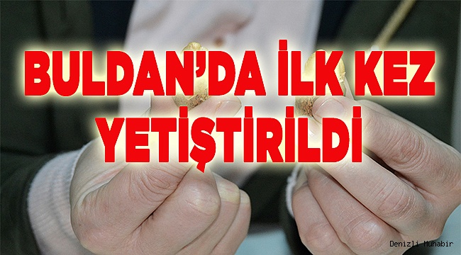 Denizli'de ilk Buldan'da yetiştirildi