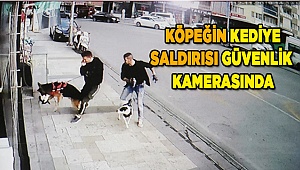 Denizli'de köpeğin kediye saldırısı güvenlik kamerasınca kaydedildi