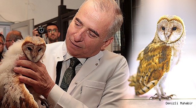 Peçeli baykuş özgürlüğüne uçtu
