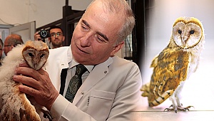 Peçeli baykuş özgürlüğüne uçtu