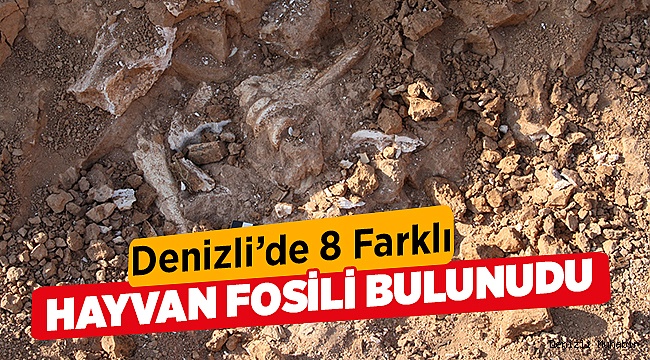 1,2 milyon ila 9 milyon yıl öncesine ait fosiller