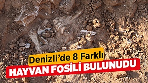 1,2 milyon ila 9 milyon yıl öncesine ait fosiller