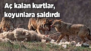 Aç kalan kurtlar, koyunlara saldırdı