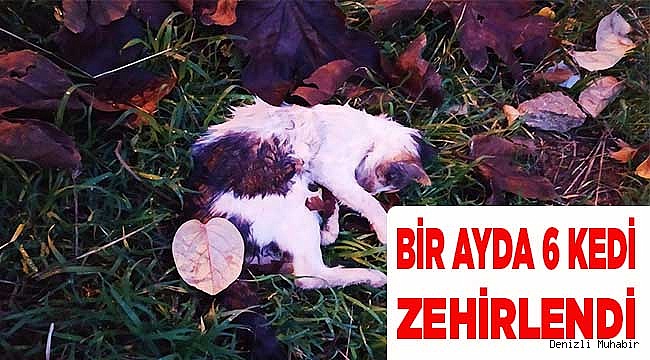 Beslediği sokak hayvanlarının 6'sı öldü