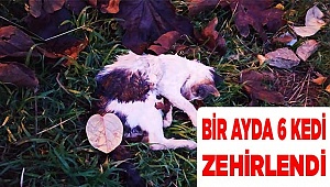 Beslediği sokak hayvanlarının 6'sı öldü