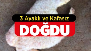 Denizli'de 3 Ayaklı ve Başsız Doğum