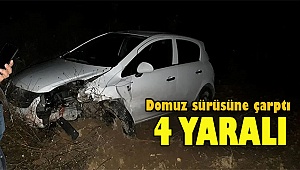 Domuz sürüsüne çarptı, şarampole yuvarlandı