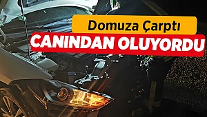 Domuza Çarptı, Yaralandı