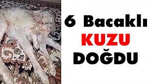 Görenleri Şaşırttı