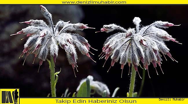 Adını Denizli'den aldı