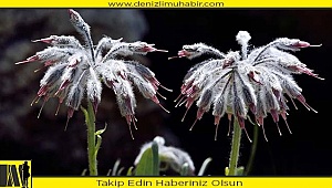 Adını Denizli'den aldı