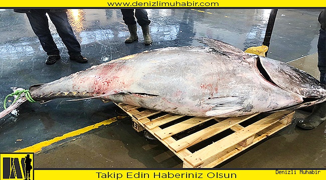 Denizli'de 450 kilogramlık orkinos ilgi odağı oldu