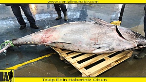 Denizli'de 450 kilogramlık orkinos ilgi odağı oldu