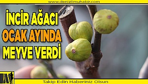 Denizli'de bir incir ağacı, ocak ayında meyve verdi